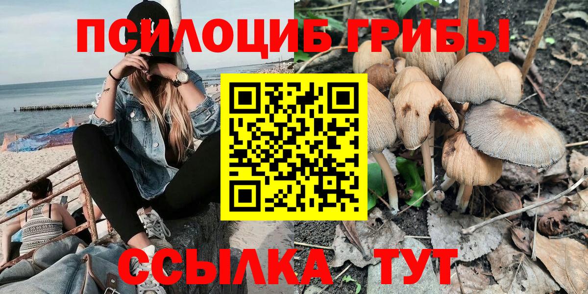 Псилоцибиновые грибы Psilocybe Апшеронск